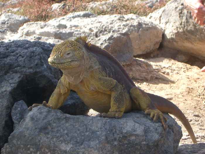 Galapagos - Landleguan