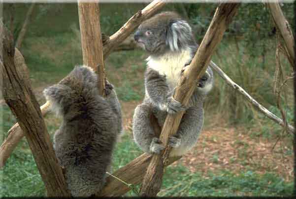 Koalas