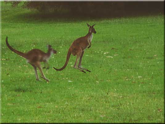 Kangaroo