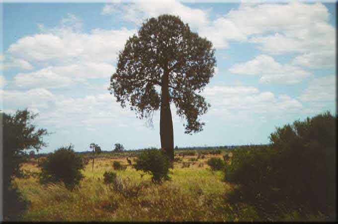 Outback, Flaschenbaum
